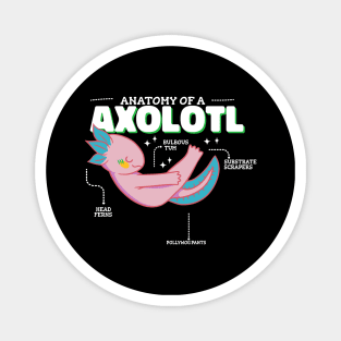 Anatomy of Axolotl Magnet